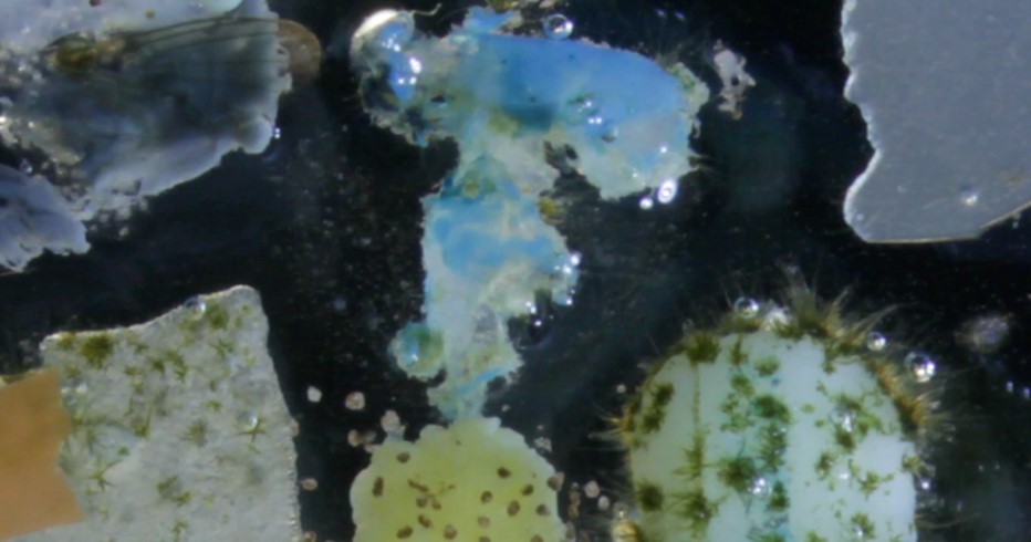 La plastisphère, un ensemble de microorganismes qui colonisent les déchets plastiques (Crédit photo : Christian Sardet).